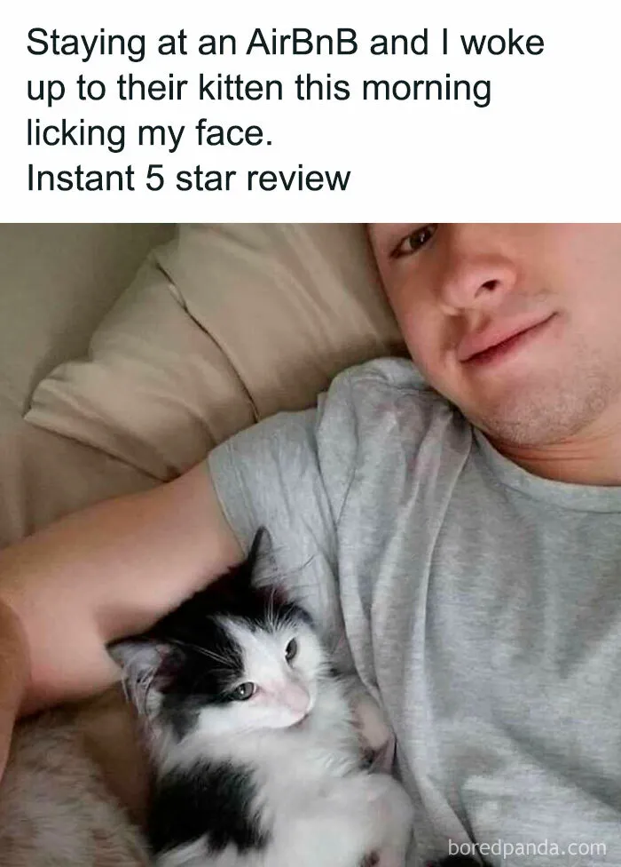 50 Hilariously Adorable Cat Memes That Might Warm Your Soul And Distract You From Life