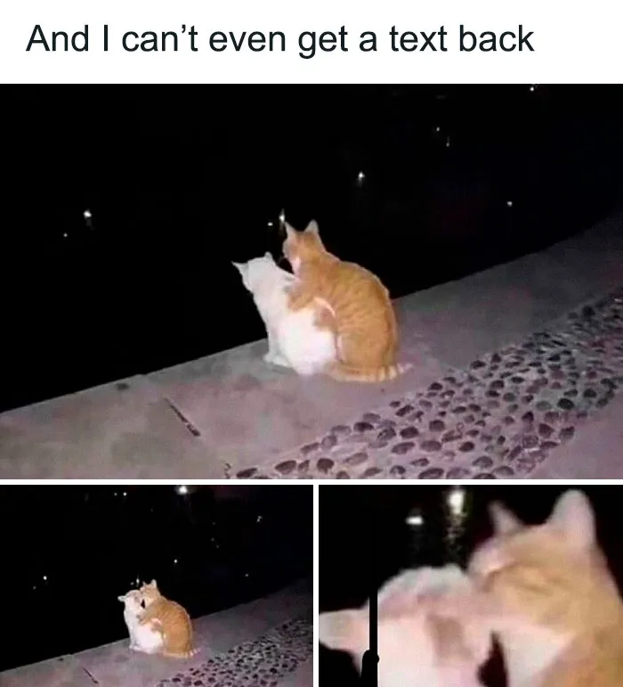 50 Hilariously Adorable Cat Memes That Might Warm Your Soul And Distract You From Life