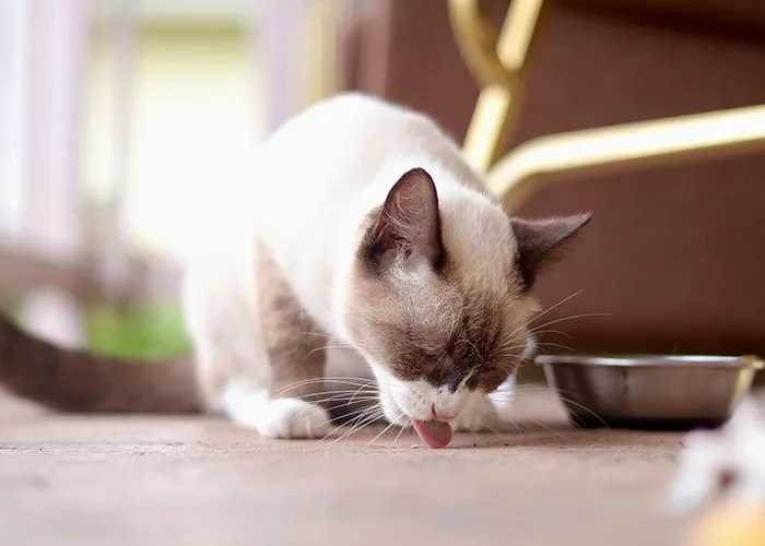 “Blow On Their Nose”: People Have Firsthand Experience That These 45 Cat Hacks Work