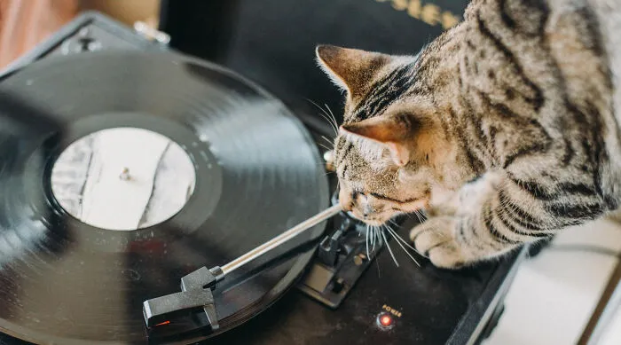 40 Tales Of Cats Being Absolute Hooligans, As Shared By Netizens
