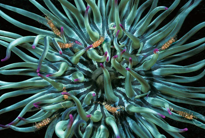 30 Incredible Underwater Photos That Reveal The Secret Life Beneath The Waves By Laurent Ballesta