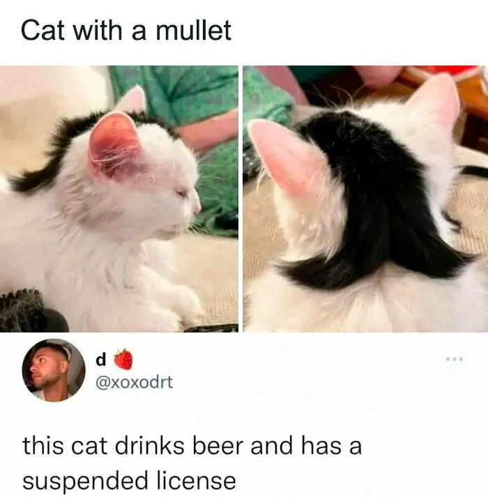 50 Hilariously Adorable Cat Memes That Might Warm Your Soul And Distract You From Life