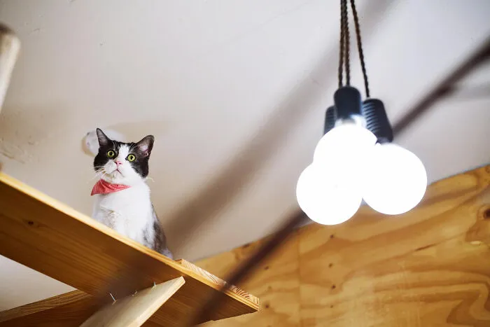 40 Tales Of Cats Being Absolute Hooligans, As Shared By Netizens