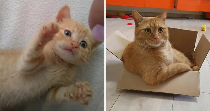 The Best Of ‘Cat Grows’: 50 Heartwarming Transformations From The Community