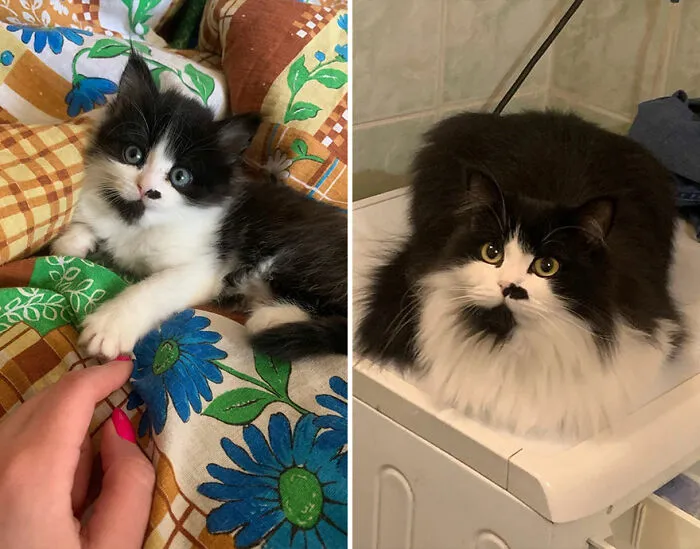 The Best Of ‘Cat Grows’: 50 Heartwarming Transformations From The Community