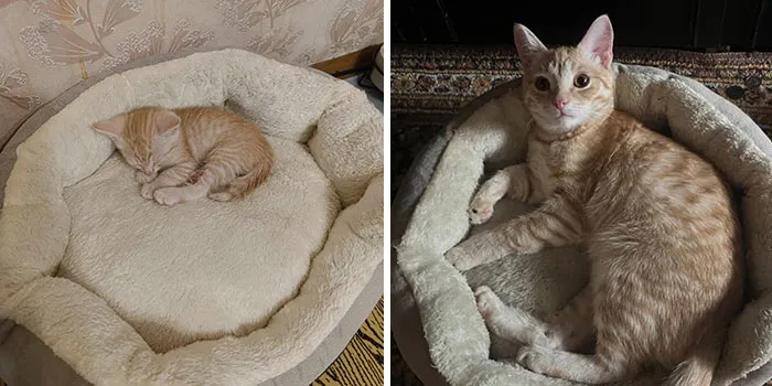 The Best Of ‘Cat Grows’: 50 Heartwarming Transformations From The Community