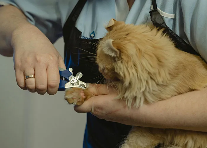 “Blow On Their Nose”: People Have Firsthand Experience That These 45 Cat Hacks Work