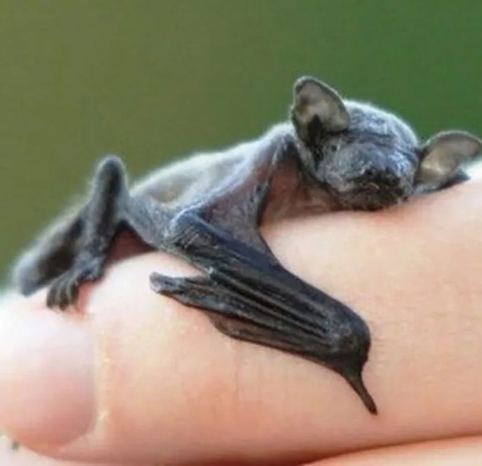 Bumblebee Bat