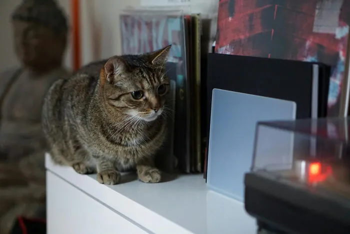 40 Tales Of Cats Being Absolute Hooligans, As Shared By Netizens