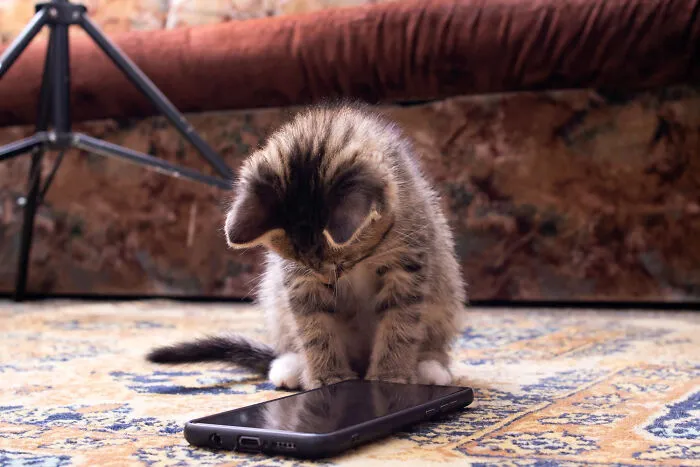 40 Tales Of Cats Being Absolute Hooligans, As Shared By Netizens