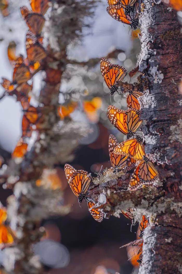 Among A Sea Of Monarch Butterflies In Mexico — The Most Magical Thing I’ve Ever Seen (35 New Pics)