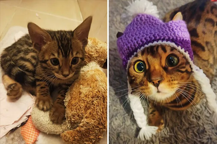 The Best Of ‘Cat Grows’: 50 Heartwarming Transformations From The Community
