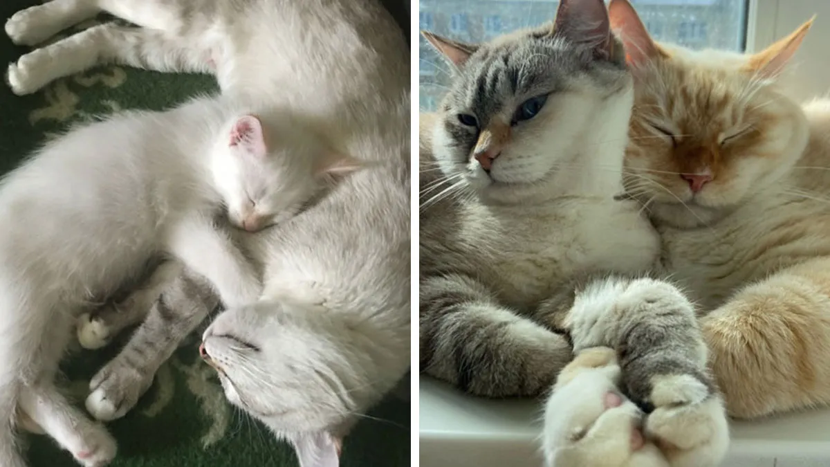 The Best Of ‘Cat Grows’: 50 Heartwarming Transformations From The Community