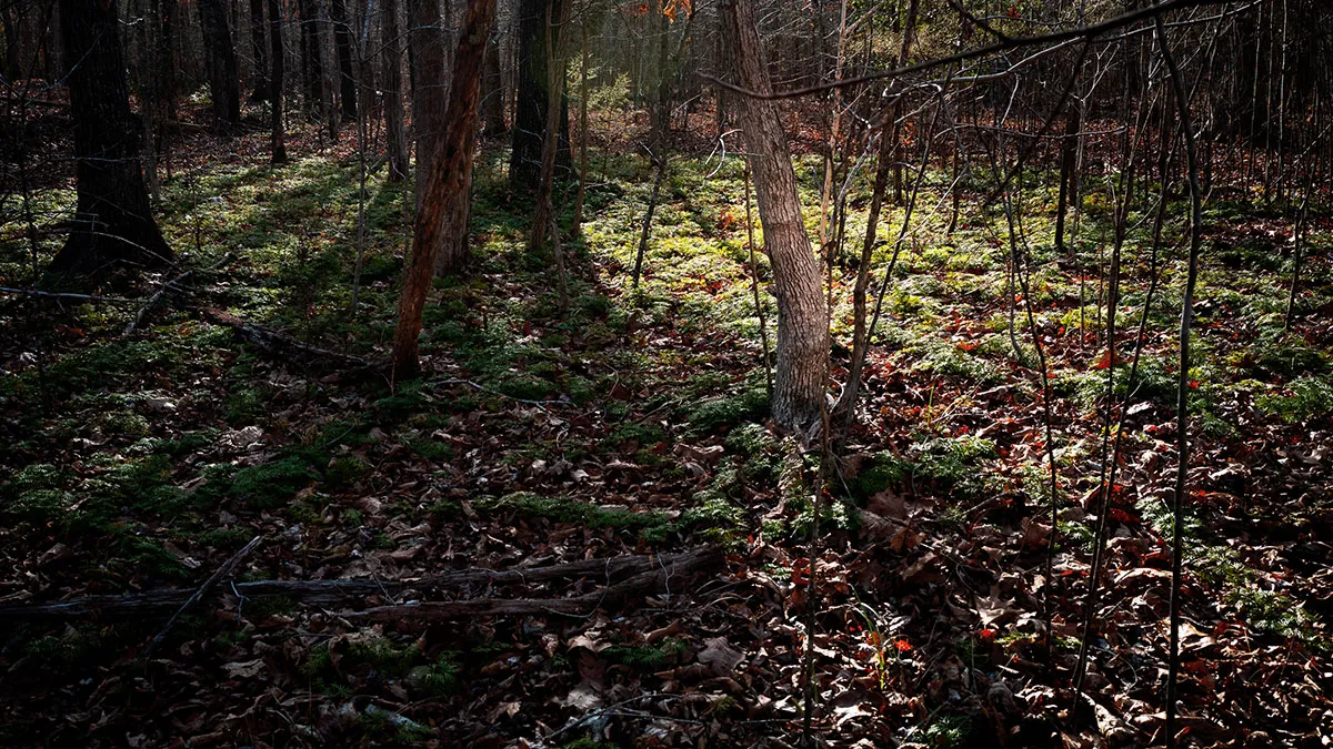 This Virginia Artist Turns Family History And Grief Into Striking Visual Storytelling (20 Pics)