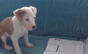 Everything I Know About Love, I Learned From My Dog (35 Pics)