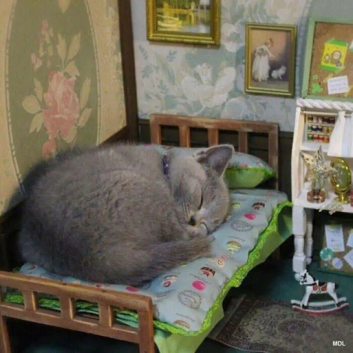 50 Pics Of Cats So Adorable They Should Probably Be Declared National Treasures