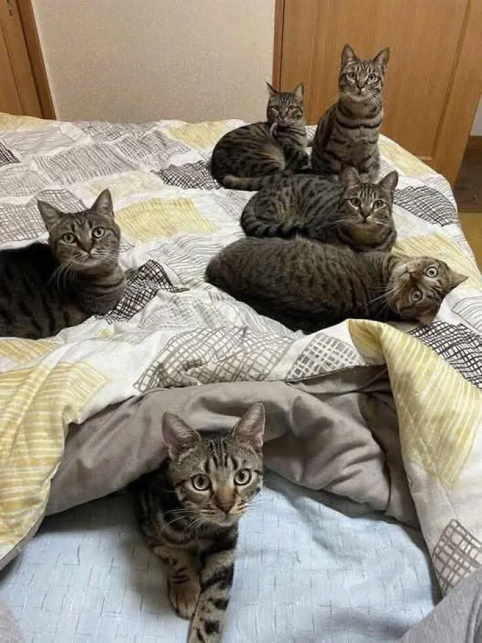 50 Pics Of Cats So Adorable They Should Probably Be Declared National Treasures