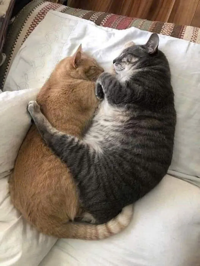 50 Pics Of Cats So Adorable They Should Probably Be Declared National Treasures