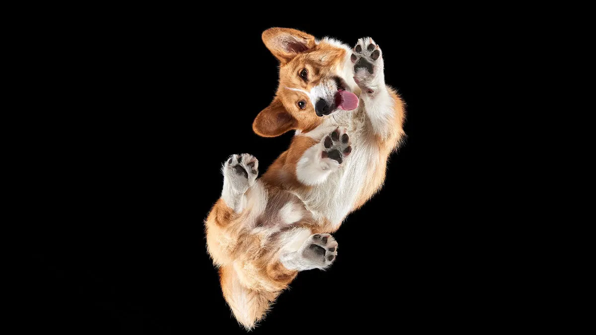 From Cats To Horses: 44 Captivating Photos Taken From Underneath