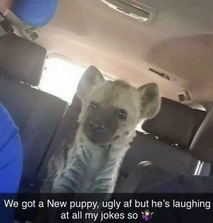 Doggo?