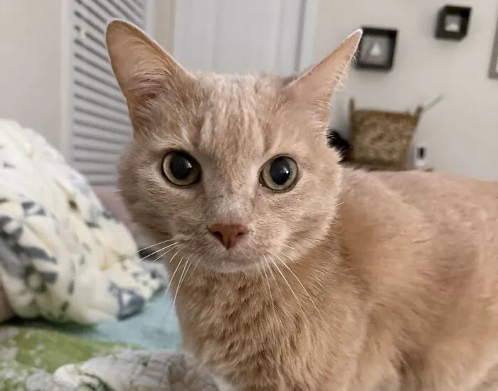 Close-up of a curious beige cat with wide eyes, illustrating the most destructive thing a cat ever done scenario.