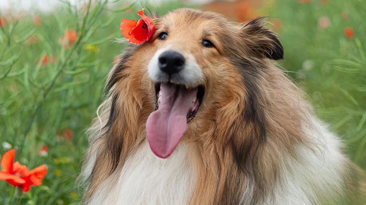 Man Thrilled To Be A Dad Soon, Wife Dead Set On Naming Baby After Childhood Dog, He’s Uncomfortable