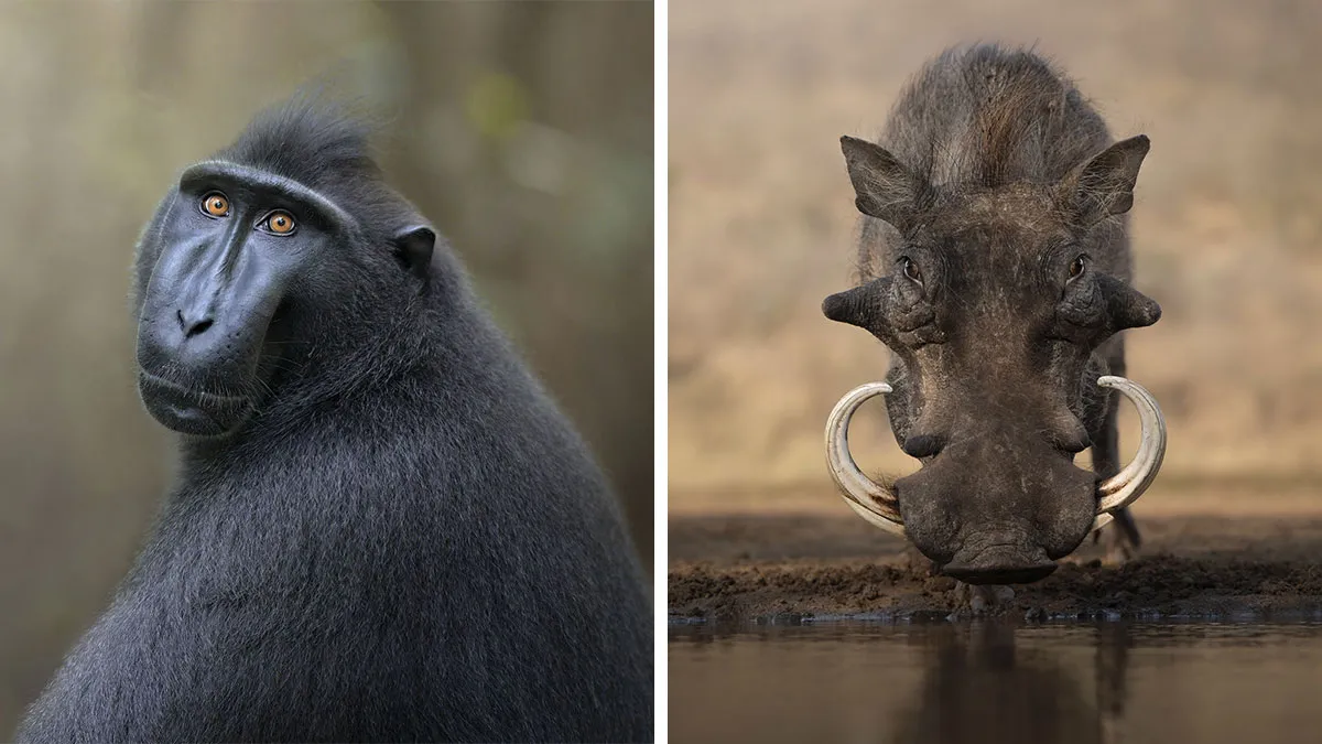 50 Breathtaking Animal Photos By Marcello Galleano