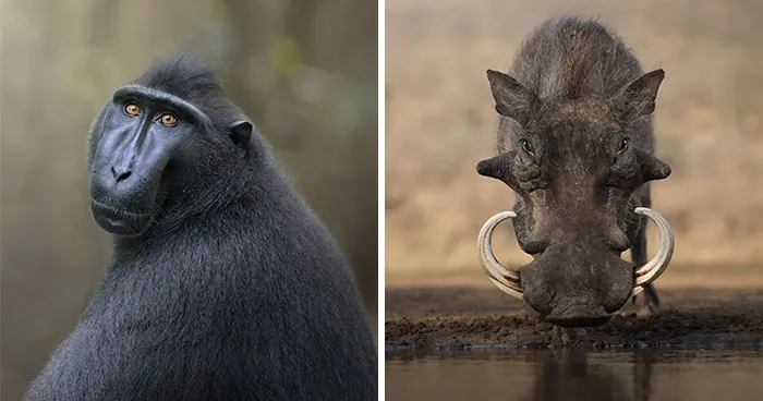 50 Breathtaking Animal Photos By Marcello Galleano