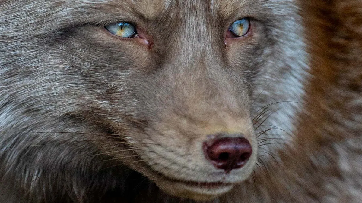 I Photograph Wild Animals, Here Are 36 Of My Favorite Ones