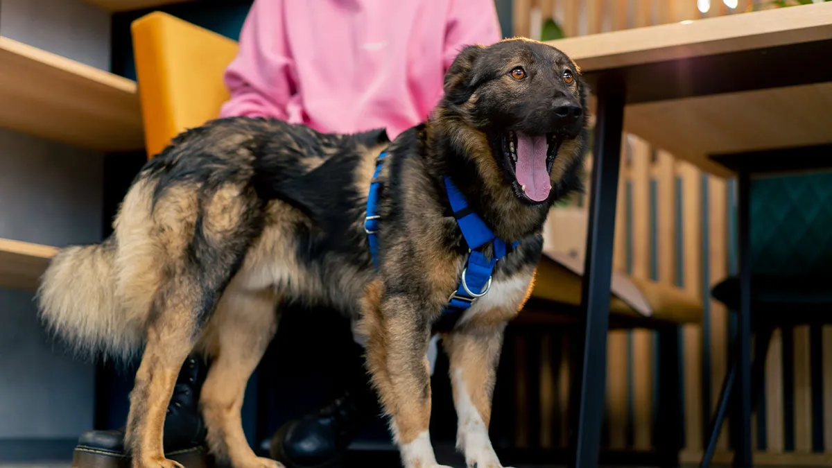 “She Started Crying”: Karen Learns A Harsh Lesson After Accusing Someone Of Lying About Their Service Dog