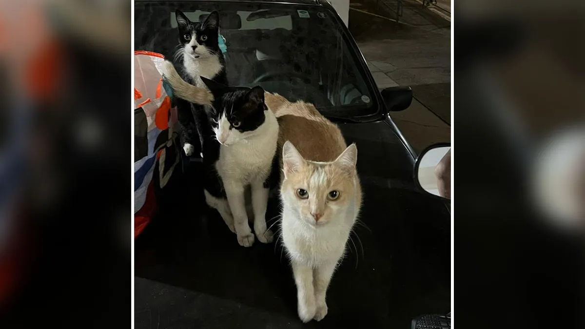 This Woman Refused To Let Stray Cats Be Displaced, So She Bought A Car For Them