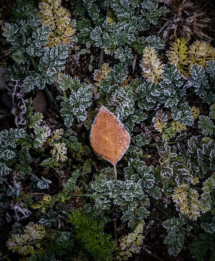 "Brocade (I)" By Oana Daian, Romania