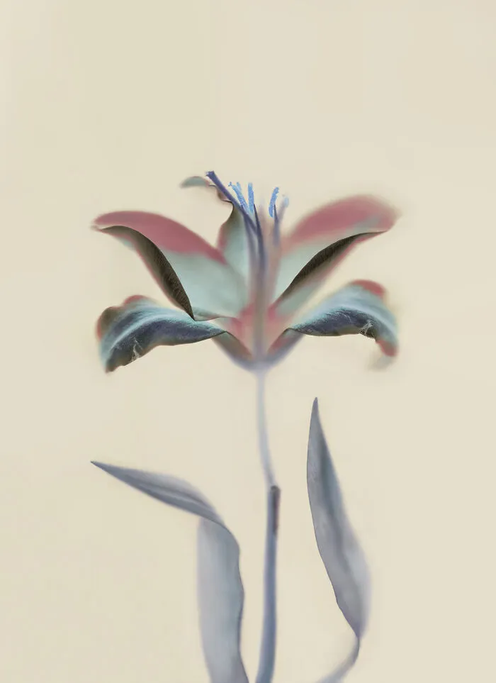 "Lily" From The Series "The Garden Of My Tenderness" By Oksana Omelchuk, Ukraine
