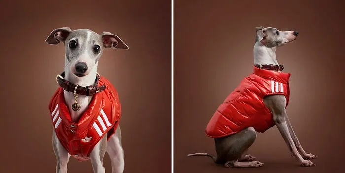 This Brand Created A Fashion Line For Pets, And Here Are 20 Highlights