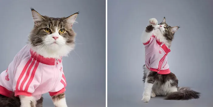 This Brand Created A Fashion Line For Pets, And Here Are 20 Highlights