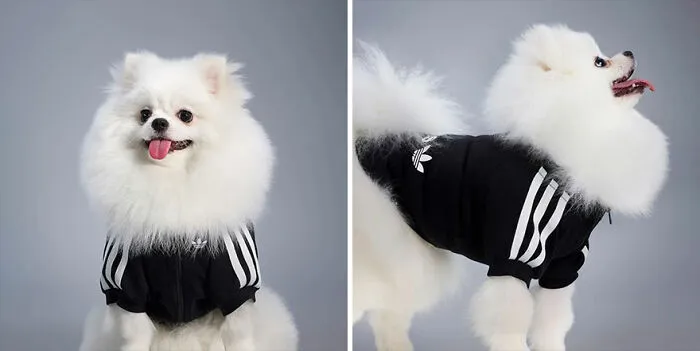 This Brand Created A Fashion Line For Pets, And Here Are 20 Highlights