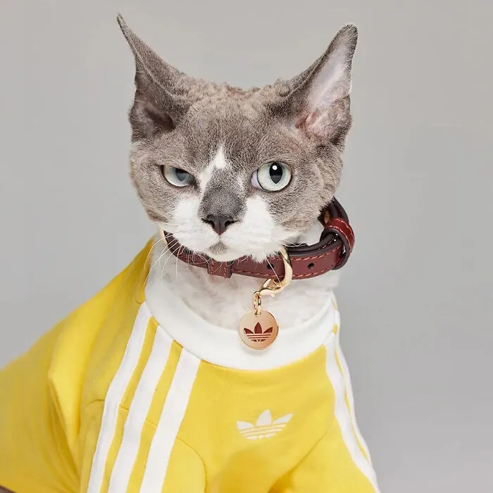 This Brand Created A Fashion Line For Pets, And Here Are 20 Highlights