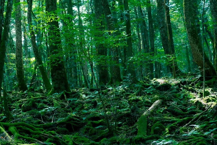 Aokigahara Forest, Japan