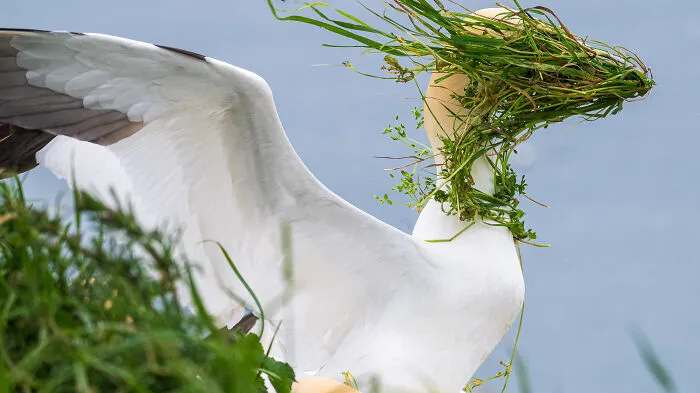 Alison Tuck, "Now Which Direction Is My Nest?"