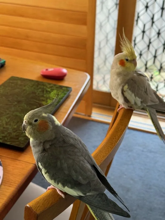 Booby And Prix (Bobby And Pixel)