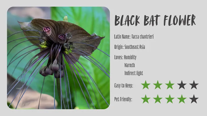 Black Bat Flower (Tacca Chantrieri)