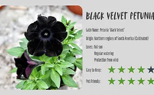24 Creepy Plants That Prove Nature Has A Dark Sense Of Humor