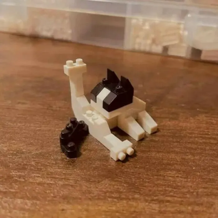 30 Gatos tan adorables como divertidos