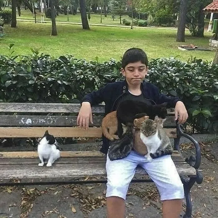 30 Gatos tan adorables como divertidos