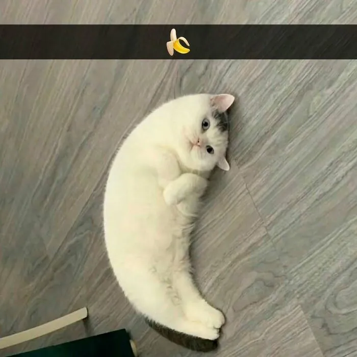 30 Gatos tan adorables como divertidos