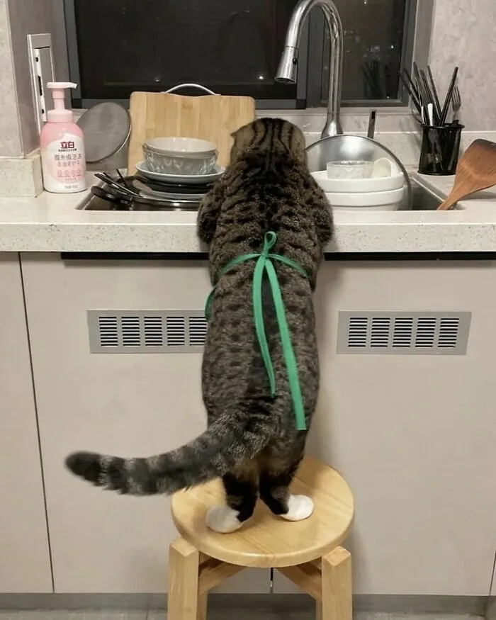 30 Gatos tan adorables como divertidos