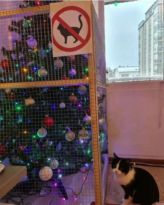 50 Purr-Fect Kitties Who Totally Deserve Their Own Catwalk And Comedy Show