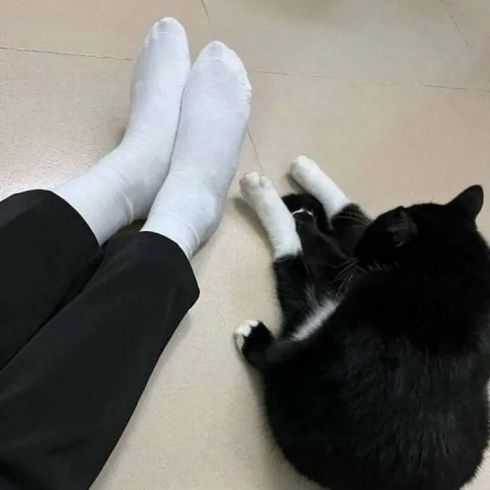 50 Purr-Fect Kitties Who Totally Deserve Their Own Catwalk And Comedy Show