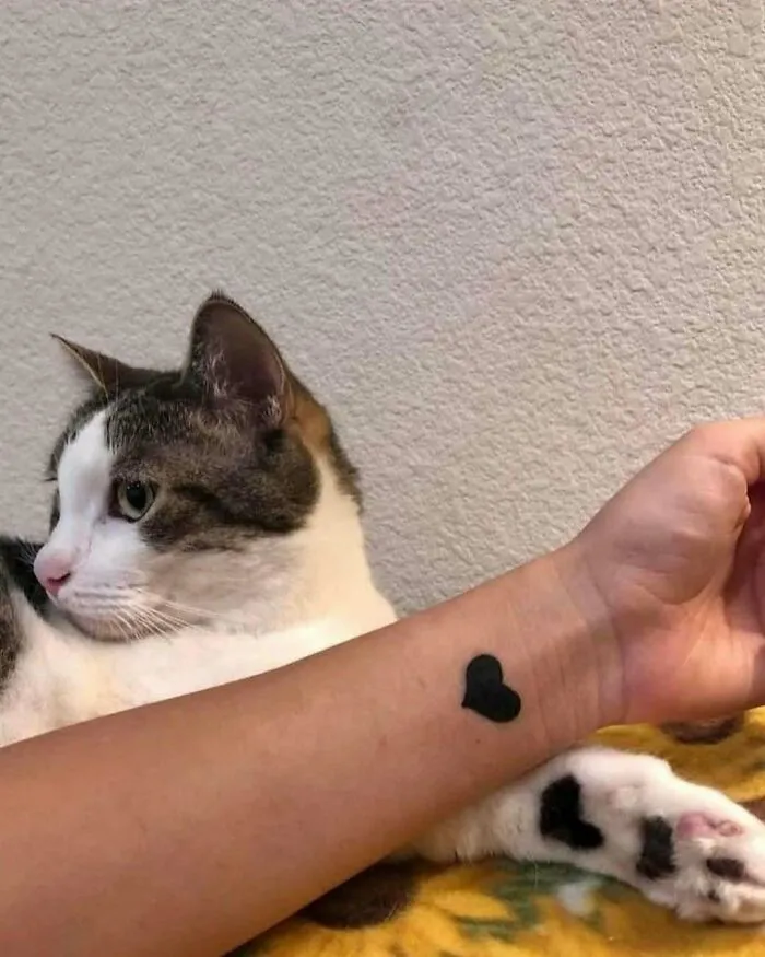 30 Gatos tan adorables como divertidos