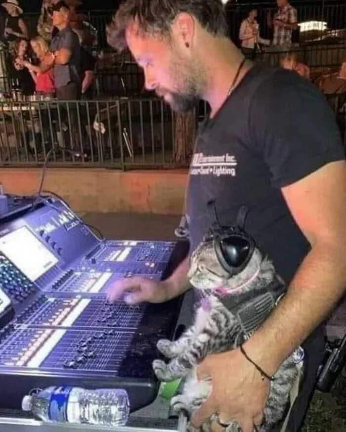 30 Gatos tan adorables como divertidos